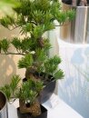 Pine bonsai, artificial plant, 95cm