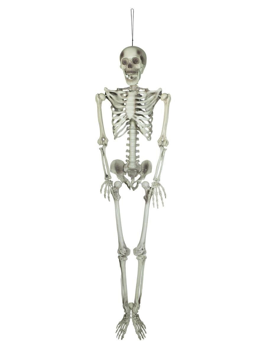 ➡️ Halloween Skelett, 150 cm günstig online kaufen @ Show and Stage Berlin