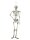 Europalms Halloween Skeleton, 150 cm