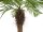 Europalms Phoenix palm tree luxor curved, artificial plant, 240cm