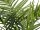 Europalms Kentia palm tree, artificial plant, 240cm
